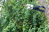  (Calliandra calothyrsus - BioBot05356)  @11 [ ] CreativeCommons - Attribution Non-Commercial Share-Alike (2010) Daniel H. Janzen Guanacaste Dry Forest Conservation Fund