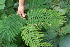  ( - BioBot05356)  @11 [ ] CreativeCommons - Attribution Non-Commercial Share-Alike (2010) Daniel H. Janzen Guanacaste Dry Forest Conservation Fund