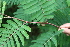  ( - BioBot05356)  @11 [ ] CreativeCommons - Attribution Non-Commercial Share-Alike (2010) Daniel H. Janzen Guanacaste Dry Forest Conservation Fund