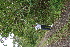  ( - BioBot05357)  @11 [ ] CreativeCommons - Attribution Non-Commercial Share-Alike (2010) Daniel H. Janzen Guanacaste Dry Forest Conservation Fund