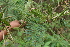  ( - BioBot05357)  @11 [ ] CreativeCommons - Attribution Non-Commercial Share-Alike (2010) Daniel H. Janzen Guanacaste Dry Forest Conservation Fund