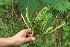  ( - BioBot05357)  @11 [ ] CreativeCommons - Attribution Non-Commercial Share-Alike (2010) Daniel H. Janzen Guanacaste Dry Forest Conservation Fund