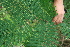  ( - BioBot05357)  @11 [ ] CreativeCommons - Attribution Non-Commercial Share-Alike (2010) Daniel H. Janzen Guanacaste Dry Forest Conservation Fund