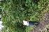  ( - BioBot05358)  @11 [ ] CreativeCommons - Attribution Non-Commercial Share-Alike (2010) Daniel H. Janzen Guanacaste Dry Forest Conservation Fund