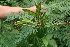  ( - BioBot05358)  @11 [ ] CreativeCommons - Attribution Non-Commercial Share-Alike (2010) Daniel H. Janzen Guanacaste Dry Forest Conservation Fund