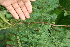  ( - BioBot05358)  @11 [ ] CreativeCommons - Attribution Non-Commercial Share-Alike (2010) Daniel H. Janzen Guanacaste Dry Forest Conservation Fund