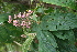  ( - BioBot05363)  @11 [ ] CreativeCommons - Attribution Non-Commercial Share-Alike (2010) Daniel H. Janzen Guanacaste Dry Forest Conservation Fund