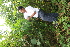  ( - BioBot05364)  @11 [ ] CreativeCommons - Attribution Non-Commercial Share-Alike (2010) Daniel H. Janzen Guanacaste Dry Forest Conservation Fund