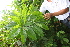  ( - BioBot05364)  @11 [ ] CreativeCommons - Attribution Non-Commercial Share-Alike (2010) Daniel H. Janzen Guanacaste Dry Forest Conservation Fund