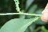  ( - BioBot05405)  @11 [ ] CreativeCommons - Attribution Non-Commercial Share-Alike (2010) Daniel H. Janzen Guanacaste Dry Forest Conservation Fund