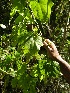  ( - BioBot05437)  @11 [ ] CreativeCommons - Attribution Non-Commercial Share-Alike (2010) Daniel H. Janzen Guanacaste Dry Forest Conservation Fund