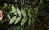  ( - BioBot05541)  @11 [ ] CreativeCommons - Attribution Non-Commercial Share-Alike (2010) Daniel H. Janzen Guanacaste Dry Forest Conservation Fund