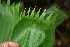  ( - BioBot05564)  @11 [ ] CreativeCommons - Attribution Non-Commercial Share-Alike (2010) Daniel H. Janzen Guanacaste Dry Forest Conservation Fund