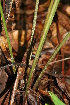  ( - BioBot05564)  @11 [ ] CreativeCommons - Attribution Non-Commercial Share-Alike (2010) Daniel H. Janzen Guanacaste Dry Forest Conservation Fund