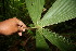  ( - BioBot05564)  @11 [ ] CreativeCommons - Attribution Non-Commercial Share-Alike (2010) Daniel H. Janzen Guanacaste Dry Forest Conservation Fund
