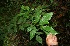  ( - BioBot05565)  @11 [ ] CreativeCommons - Attribution Non-Commercial Share-Alike (2010) Daniel H. Janzen Guanacaste Dry Forest Conservation Fund
