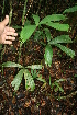  ( - BioBot05566)  @11 [ ] CreativeCommons - Attribution Non-Commercial Share-Alike (2010) Daniel H. Janzen Guanacaste Dry Forest Conservation Fund