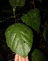  ( - BioBot05567)  @11 [ ] CreativeCommons - Attribution Non-Commercial Share-Alike (2010) Daniel H. Janzen Guanacaste Dry Forest Conservation Fund