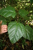  ( - BioBot05575)  @11 [ ] CreativeCommons - Attribution Non-Commercial Share-Alike (2010) Daniel H. Janzen Guanacaste Dry Forest Conservation Fund