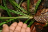  ( - BioBot05596)  @11 [ ] CreativeCommons - Attribution Non-Commercial Share-Alike (2010) Daniel H. Janzen Guanacaste Dry Forest Conservation Fund
