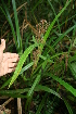  ( - BioBot05597)  @11 [ ] CreativeCommons - Attribution Non-Commercial Share-Alike (2010) Daniel H. Janzen Guanacaste Dry Forest Conservation Fund