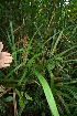  ( - BioBot05597)  @11 [ ] CreativeCommons - Attribution Non-Commercial Share-Alike (2010) Daniel H. Janzen Guanacaste Dry Forest Conservation Fund