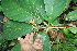  ( - BioBot05599)  @11 [ ] CreativeCommons - Attribution Non-Commercial Share-Alike (2010) Daniel H. Janzen Guanacaste Dry Forest Conservation Fund