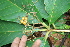  ( - BioBot05599)  @11 [ ] CreativeCommons - Attribution Non-Commercial Share-Alike (2010) Daniel H. Janzen Guanacaste Dry Forest Conservation Fund