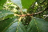  ( - BioBot05599)  @11 [ ] CreativeCommons - Attribution Non-Commercial Share-Alike (2010) Daniel H. Janzen Guanacaste Dry Forest Conservation Fund