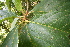  ( - BioBot05599)  @11 [ ] CreativeCommons - Attribution Non-Commercial Share-Alike (2010) Daniel H. Janzen Guanacaste Dry Forest Conservation Fund