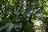  ( - BioBot05599)  @11 [ ] CreativeCommons - Attribution Non-Commercial Share-Alike (2010) Daniel H. Janzen Guanacaste Dry Forest Conservation Fund
