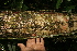  ( - BioBot05599)  @11 [ ] CreativeCommons - Attribution Non-Commercial Share-Alike (2010) Daniel H. Janzen Guanacaste Dry Forest Conservation Fund
