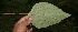  ( - BioBot05635)  @11 [ ] CreativeCommons - Attribution Non-Commercial Share-Alike (2010) Daniel H. Janzen Guanacaste Dry Forest Conservation Fund
