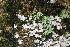  ( - BioBot05636)  @11 [ ] CreativeCommons - Attribution Non-Commercial Share-Alike (2010) Daniel H. Janzen Guanacaste Dry Forest Conservation Fund