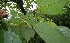  ( - BioBot05637)  @11 [ ] CreativeCommons - Attribution Non-Commercial Share-Alike (2010) Daniel H. Janzen Guanacaste Dry Forest Conservation Fund