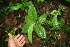  (Witheringia correana - BioBot05640)  @11 [ ] CreativeCommons - Attribution Non-Commercial Share-Alike (2010) Daniel H. Janzen Guanacaste Dry Forest Conservation Fund