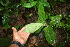  ( - BioBot05640)  @11 [ ] CreativeCommons - Attribution Non-Commercial Share-Alike (2010) Daniel H. Janzen Guanacaste Dry Forest Conservation Fund