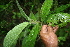  ( - BioBot05640)  @11 [ ] CreativeCommons - Attribution Non-Commercial Share-Alike (2010) Daniel H. Janzen Guanacaste Dry Forest Conservation Fund