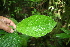  ( - BioBot05640)  @11 [ ] CreativeCommons - Attribution Non-Commercial Share-Alike (2010) Daniel H. Janzen Guanacaste Dry Forest Conservation Fund