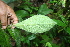  ( - BioBot05640)  @11 [ ] CreativeCommons - Attribution Non-Commercial Share-Alike (2010) Daniel H. Janzen Guanacaste Dry Forest Conservation Fund