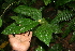  (Witheringia - BioBot05643)  @11 [ ] CreativeCommons - Attribution Non-Commercial Share-Alike (2010) Daniel H. Janzen Guanacaste Dry Forest Conservation Fund