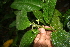  ( - BioBot05643)  @11 [ ] CreativeCommons - Attribution Non-Commercial Share-Alike (2010) Daniel H. Janzen Guanacaste Dry Forest Conservation Fund