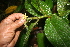  ( - BioBot05643)  @11 [ ] CreativeCommons - Attribution Non-Commercial Share-Alike (2010) Daniel H. Janzen Guanacaste Dry Forest Conservation Fund