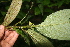  ( - BioBot05643)  @11 [ ] CreativeCommons - Attribution Non-Commercial Share-Alike (2010) Daniel H. Janzen Guanacaste Dry Forest Conservation Fund