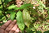  ( - BioBot05650)  @11 [ ] CreativeCommons - Attribution Non-Commercial Share-Alike (2010) Daniel H. Janzen Guanacaste Dry Forest Conservation Fund