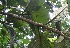 ( - BioBot05656)  @11 [ ] CreativeCommons - Attribution Non-Commercial Share-Alike (2010) Daniel H. Janzen Guanacaste Dry Forest Conservation Fund