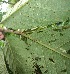  ( - BioBot05656)  @11 [ ] CreativeCommons - Attribution Non-Commercial Share-Alike (2010) Daniel H. Janzen Guanacaste Dry Forest Conservation Fund