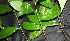 ( - BioBot05659)  @11 [ ] CreativeCommons - Attribution Non-Commercial Share-Alike (2010) Daniel H. Janzen Guanacaste Dry Forest Conservation Fund