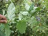 (Monnina xalapensis - BioBot05668)  @11 [ ] CreativeCommons - Attribution Non-Commercial Share-Alike (2010) Daniel H. Janzen Guanacaste Dry Forest Conservation Fund