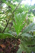  ( - BioBot05680)  @11 [ ] CreativeCommons - Attribution Non-Commercial Share-Alike (2010) Daniel H. Janzen Guanacaste Dry Forest Conservation Fund